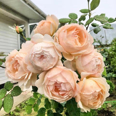 Wollerton Old Hall Rose – Timeless Beauty and Fragrance