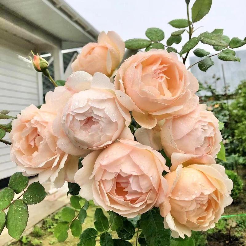 Wollerton Old Hall Rose – Timeless Beauty and Fragrance