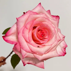 Wu Mei Niang Rose Plant