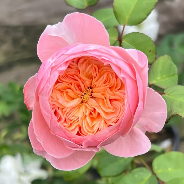 Wutongyue Rose Plant