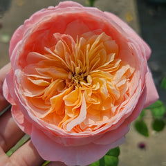 Wutongyue Rose Plant