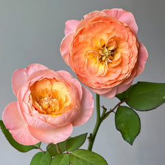 Wutongyue Rose Plant