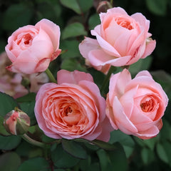 Wutongyue Rose Plant