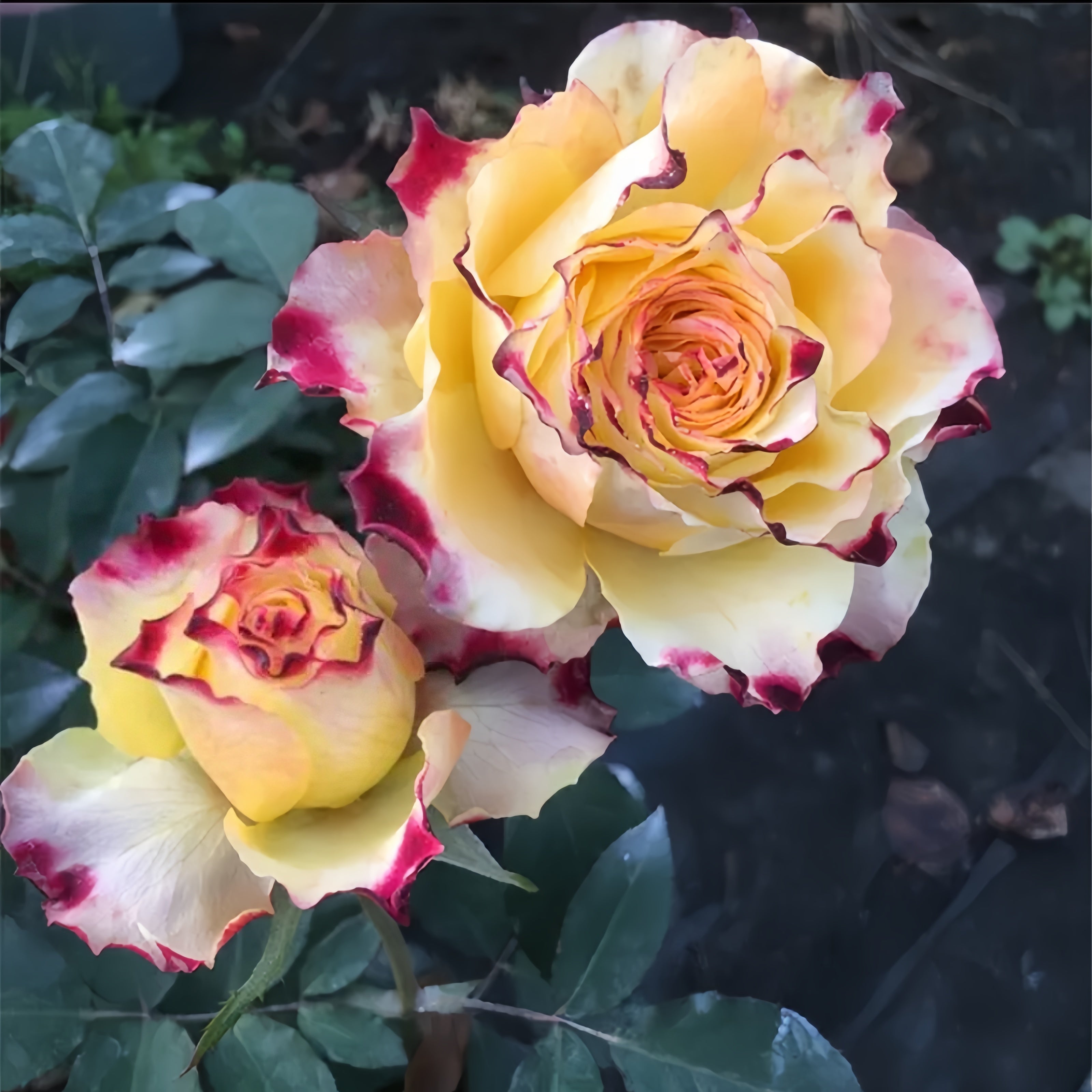 X Factor Roses Variety X-Factor Rose Plant|X-因素 – Rose_Explosion
