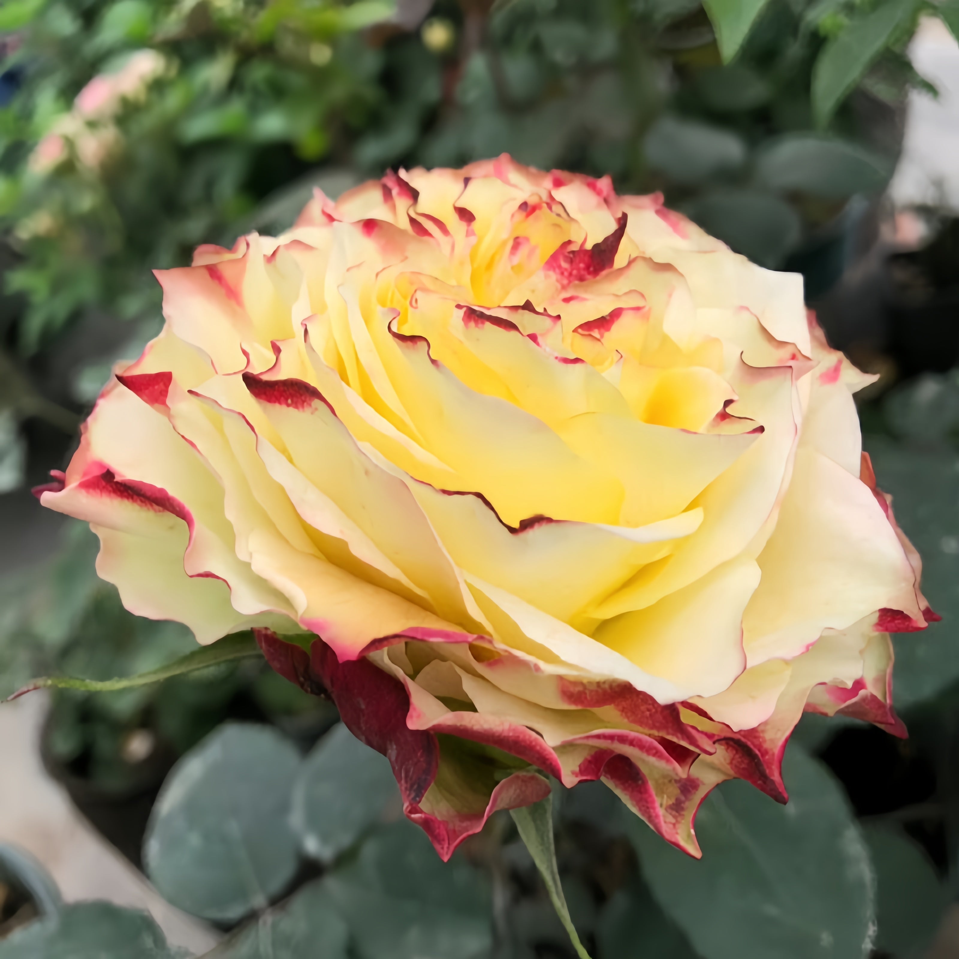 X Factor Roses Variety X-Factor Rose Plant|X-因素 – Rose_Explosion