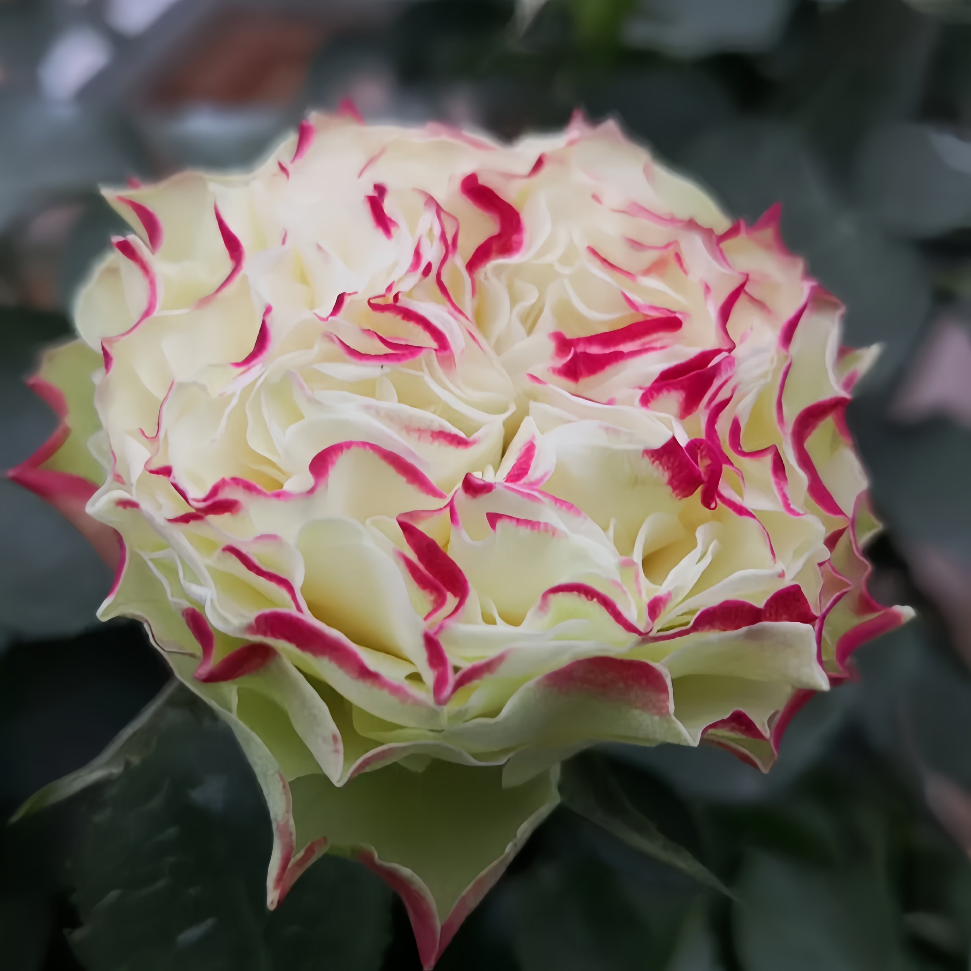 X-Factor Rose Plant|X-因素 – Rose_Explosion