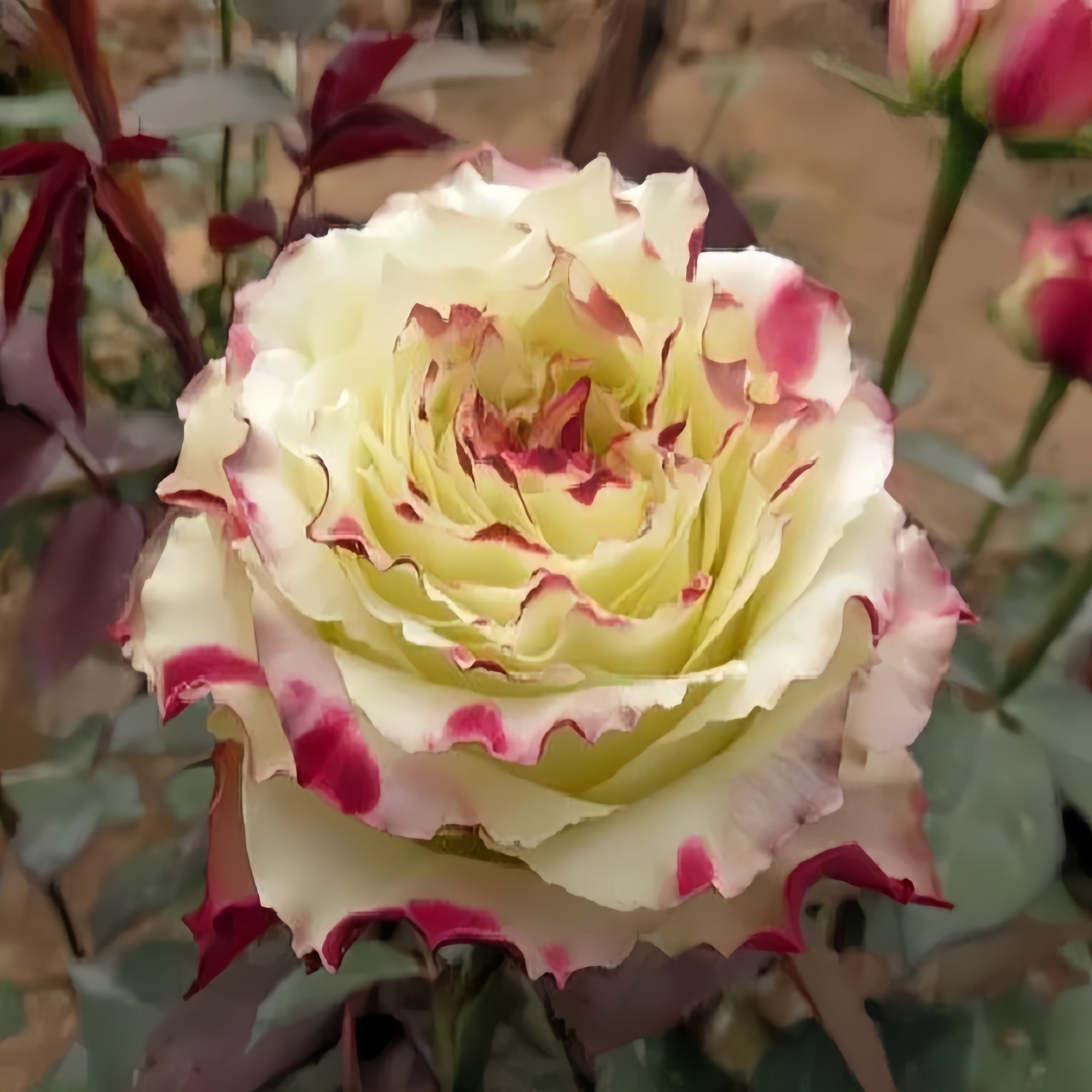 X Factor Roses Variety X-Factor Rose Plant|X-因素 – Rose_Explosion