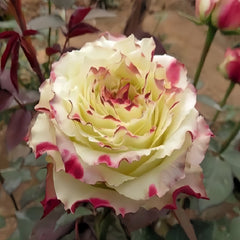 X-Factor Rose