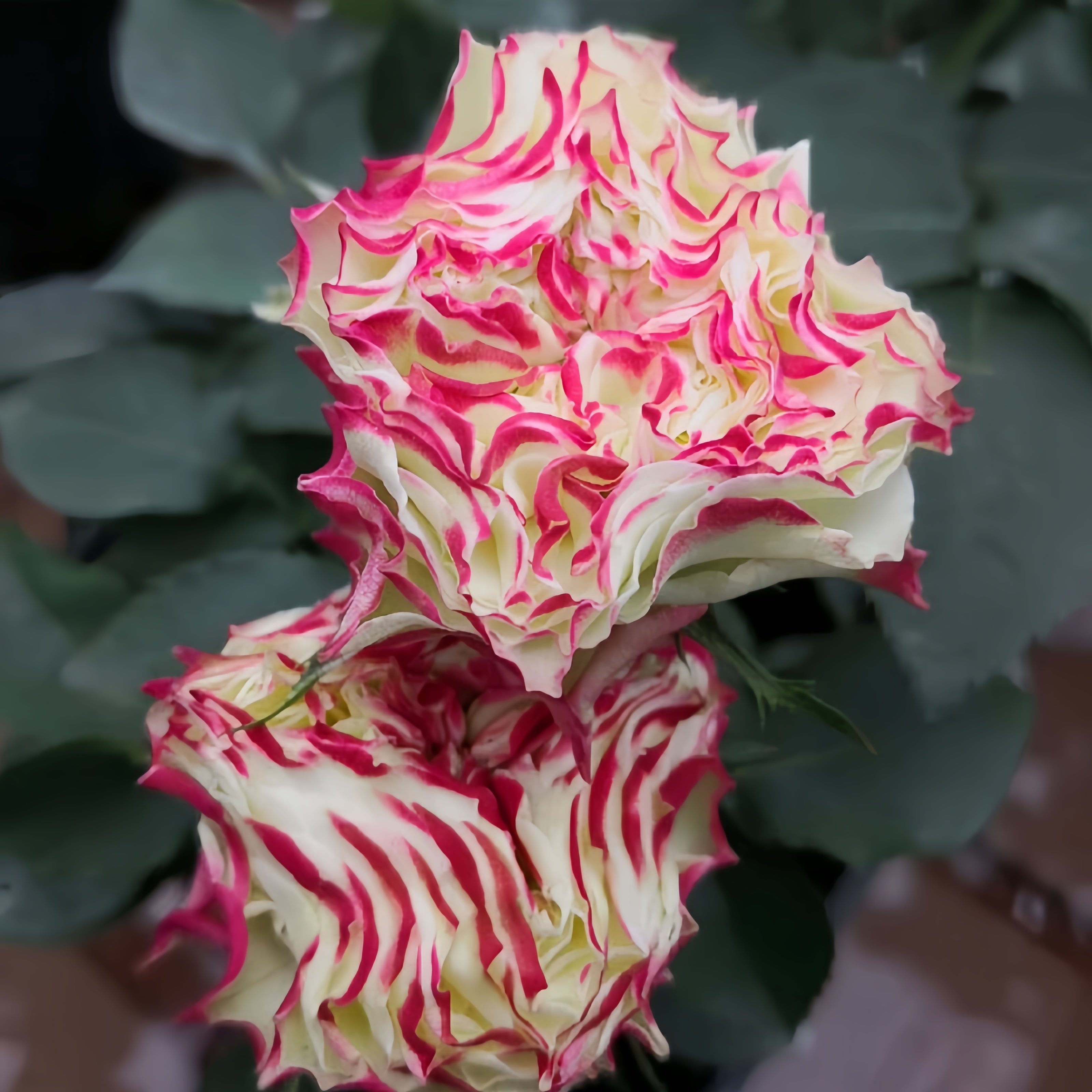 X Factor Roses Variety X-Factor Rose Plant|X-因素 – Rose_Explosion
