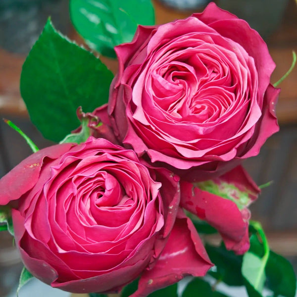 XiChun_CherrySpring_Rose