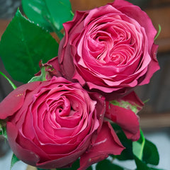 XiChun_CherrySpring_Rose