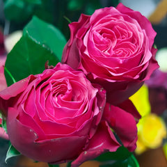 XiChun_CherrySpring_Rose
