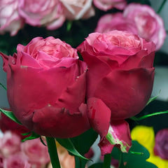 XiChun_CherrySpring_Rose