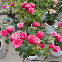 XiChun_CherrySpring_Rose