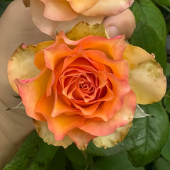 Xiaoxiang Rose Plant|潇湘