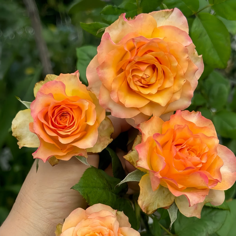 Xiaoxiang Rose Plant|潇湘