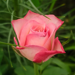 Xiaoxiang Rose Plant|潇湘