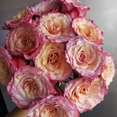 Xiaoxiang Rose Plant|潇湘