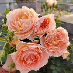 XingRang Rose Plant 