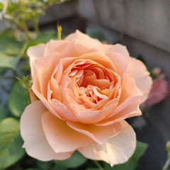 XingRang Rose Plant 