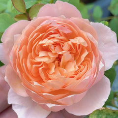 XingRang Rose Plant 