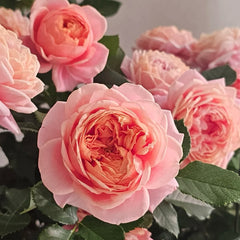 Xingchen Rose