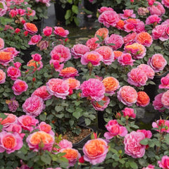 Xingchen Rose