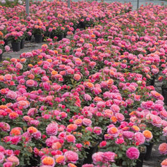 Xingchen Rose