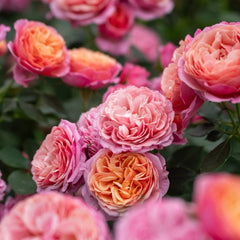 Xingchen Rose