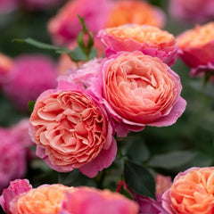 Xingchen Rose
