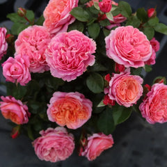 Xingchen Rose
