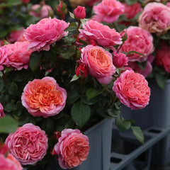 Xingchen Rose