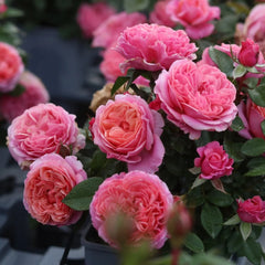 Xingchen Rose
