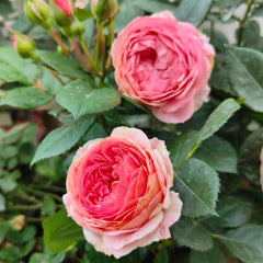 Xingchen Rose