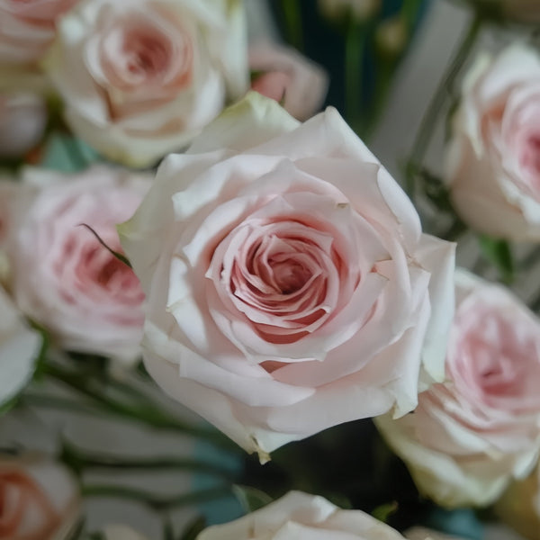 Xingyue Baby Rose Plant|星悦宝贝