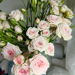 Xingyue Baby Rose Plant|星悦宝贝