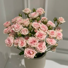 Xingyue Baby Rose Plant|星悦宝贝