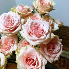 Xingyue Baby Rose Plant|星悦宝贝