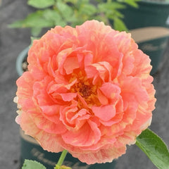 Xiuyan Rose Plant