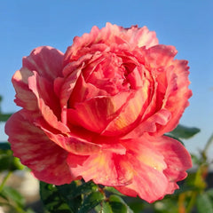 Xiuyan Rose Plant