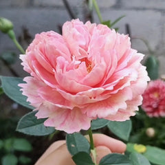 Xiuyan Rose Plant