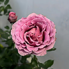 Xiyao Rose Plant