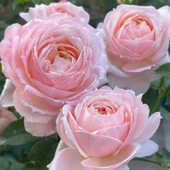 Xuemeiniang Rose Plant|雪媚娘