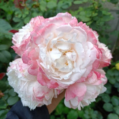 Xuemeiniang Rose Plant|雪媚娘