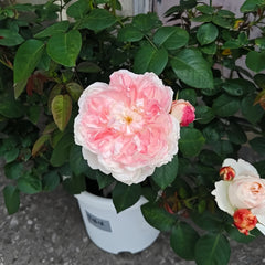 Xuemeiniang Rose Plant|雪媚娘
