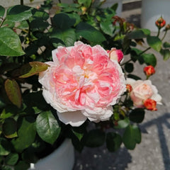 Xuemeiniang Rose Plant|雪媚娘