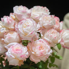 Xuemeiniang Rose Plant|雪媚娘