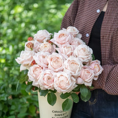 Xuemeiniang Rose Plant|雪媚娘