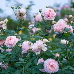 Yanzi Rose Plant|妍姿