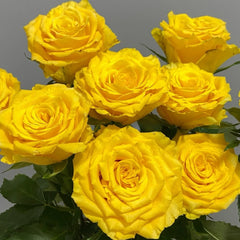 Yellow Breeze Rose Plant
